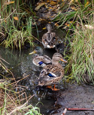 Yaban ördeği sudaki çimlerin arasında. 