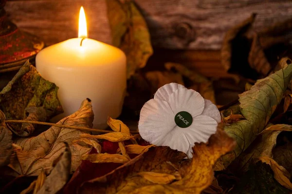 white  poppies for  peace  armistice  day  Remembrance