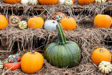 halloween  pumpkins  fall and  harvest  thanks  giving 