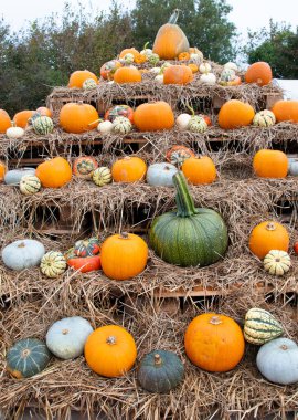halloween  pumpkins  fall and  harvest  thanks  giving 