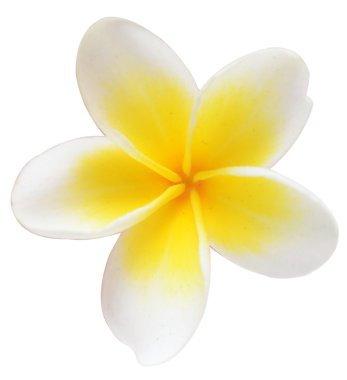 Frangipani