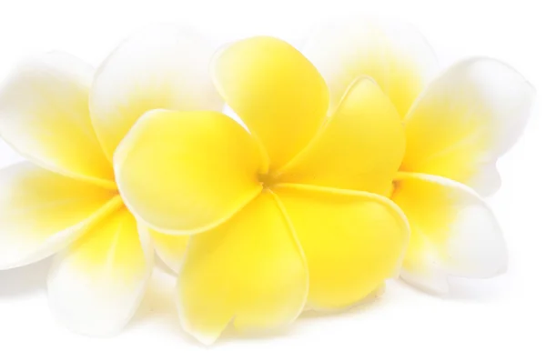 Frangipani — Stock Photo, Image