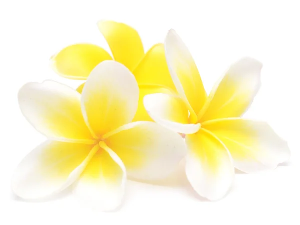 Frangipani — Stock Photo, Image