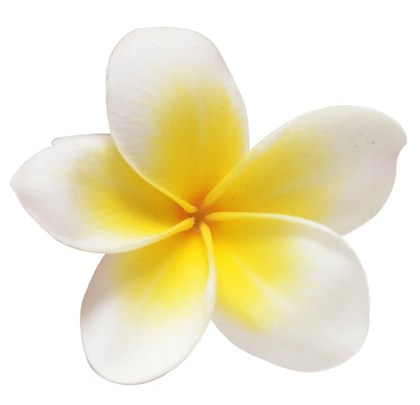 Frangipani — Stock Photo, Image