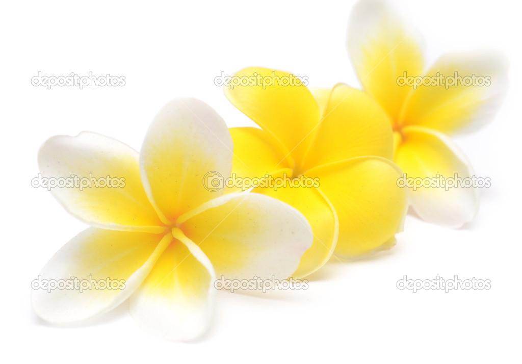 frangipani