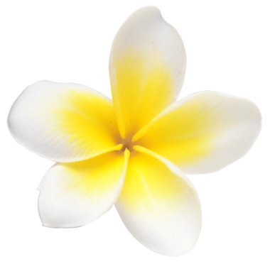 Frangipani