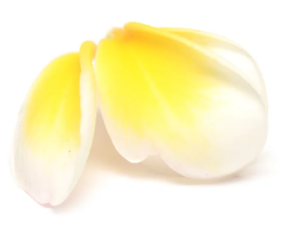 Petals — Stock Photo, Image