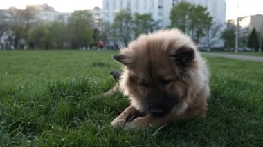 Şirin kırmızı köpek yeşil çimenlerin üzerine uzanıyor ve bir çubuk kemiriyor, tüylü köpek yavrusu, kaliteli uzun bir video.