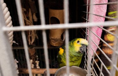 Kartpostal tatlı papağan evi Amazon yeşili sarı armalı kırmızı tüylü kafeste bir dalda oturuyor. Amazon Papağanı Bastona Yükseliyor. Yüksek kalite fotoğraf