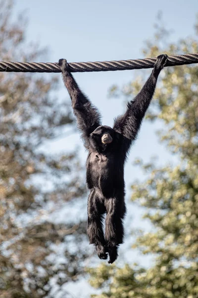 Siamang Gibbon bir kabloya asılı, hayvanat bahçesi
