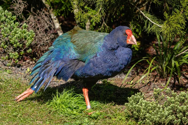 New Zealand Takahe preening on some grass — Zdjęcie stockowe