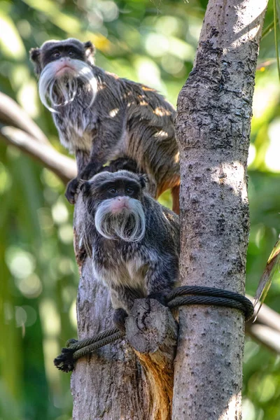 Un par de monos Emperador Tamarin aferrados a un árbol — Foto de Stock