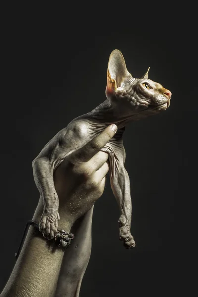 Kel Sfenks kedisi — Stok fotoğraf