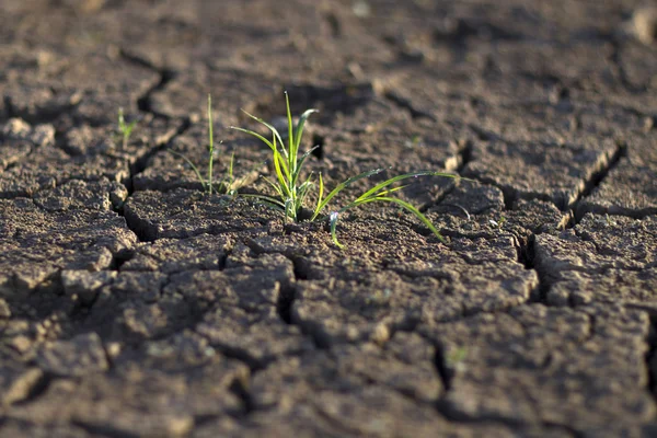 Braird in the dry earth — Stock Photo, Image