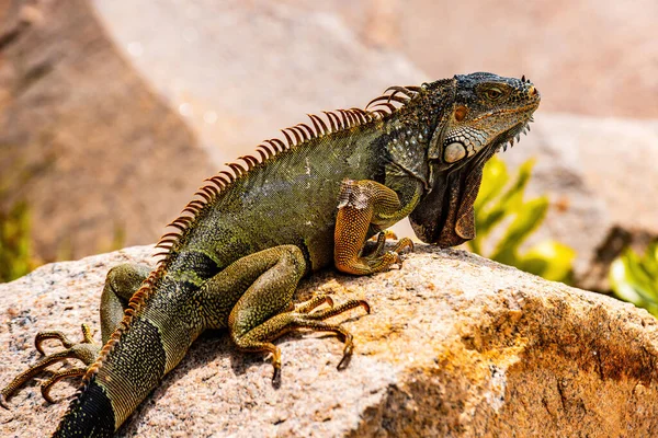 Close up of green iguana, Latin name Iguana iguana, in the south Florida. Iguanas are not native to Florida. — Stock Photo, Image
