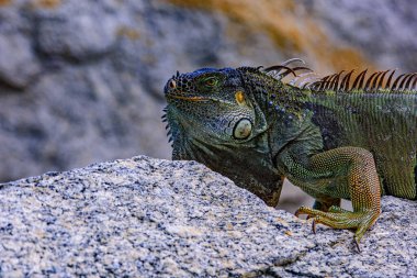 İguana yeşil iguana kertenkelesi. İguana ejderhasının başını kapat..