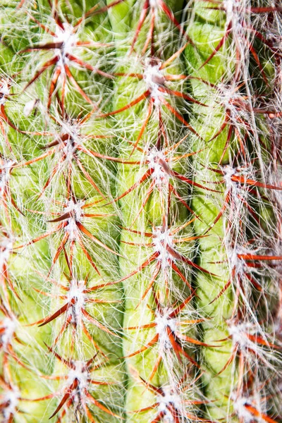 Kaktusen på nära håll spetsade. Kaktus backdround, kaktusdesign eller cactaceae mönster. — Stockfoto
