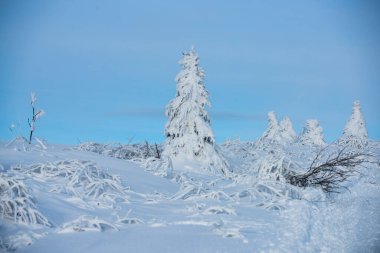 Kış doğası geçmişi. Kış manzarası, karlı arka planda soğuk ağaçların kış manzarası.