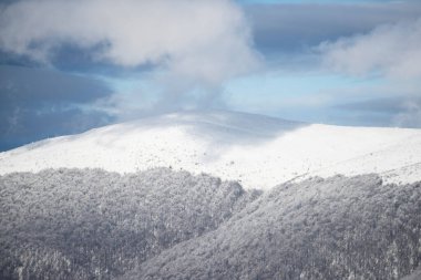 Karlı arka planlı kış manzarası. Kar ve ağaçların yağdığı Kış Noel Ormanı.
