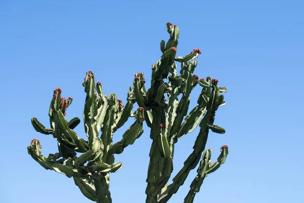 Cactus on blue sky backdround, cacti design or cactaceae pattern. — Stock Photo, Image