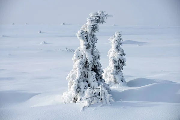 Zimowy krajobraz z drzewami pokrytymi śnieżnym mrozem. Krajobraz z zaśnieżonym lasem z zamarzniętymi drzewami po opadach śniegu. — Zdjęcie stockowe