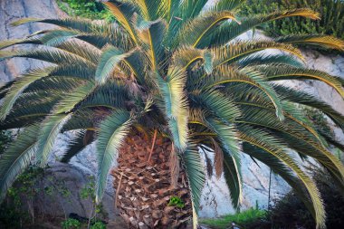 Hindistan cevizi palmiyeleri, güzel tropikal desen gökyüzünde güneş ışığı soyut arkaplan. Avuç içi arka planı.