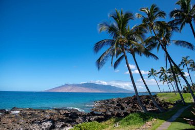 Palmiye adası cennet duvar kağıdı. Mavi gökyüzünde Coco palmiyeleri. Egzotik yaz doğası, doğal manzara. Yaz tropik adası, tatil ya da tatil düzeni.