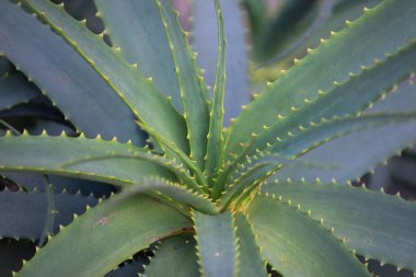 Aloe vera bitkisi, aloe bitkisi makrosu.