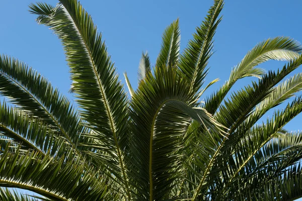 Handflatornas struktur. Palmer på blå himmel, palm vid tropisk kust, kokosnötsträd. — Stockfoto