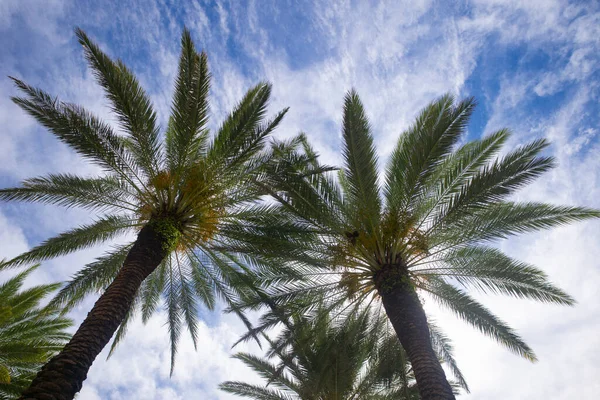 Palmer bakgrund på sol ljus himmel. Tropiska palmblad bakgrund, kokos palmer. Sommar tropisk ö, semester mönster. — Stockfoto