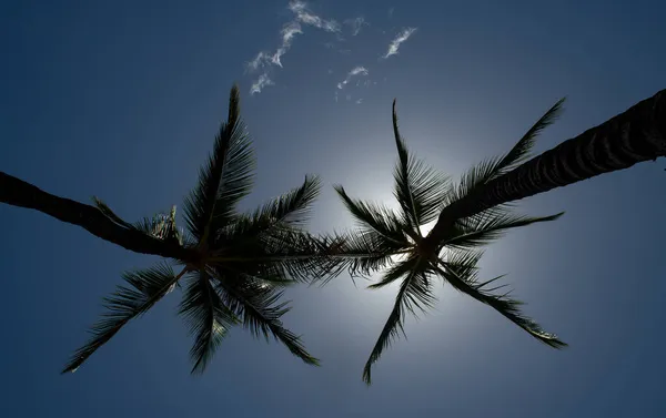 Palms wallpaper. Palm trees on blue sky, palm at tropical coast, coconut tree. — Stock Photo, Image