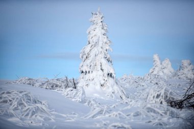 Kış, karların altında donmuş ağaçlarla. Büyülü kış ormanı. Güzel gökyüzü olan doğal manzara. Kış doğası.