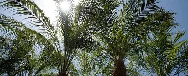 Grüne Blätter bilden ein Laubmuster im Dschungel. Palmblätter Hintergrund, natürliche grüne Textur mit Palmblattkulisse. — Stockfoto