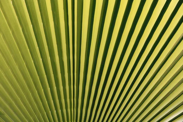Tropiska palmblad med abstrakt grön struktur bakgrund. Grön natur. — Stockfoto