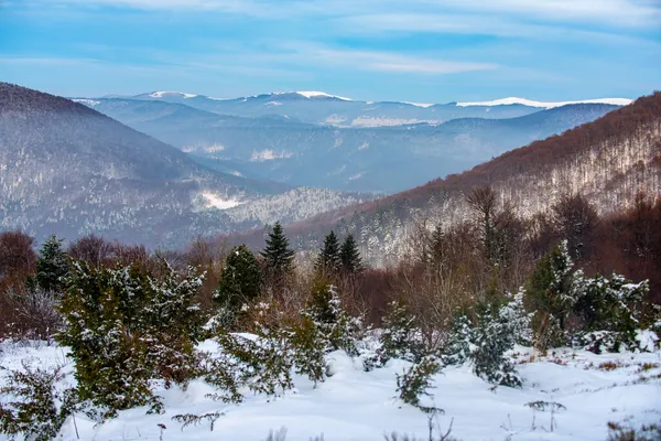 Зимовий різдвяний ліс з падаючим снігом і деревами . — стокове фото