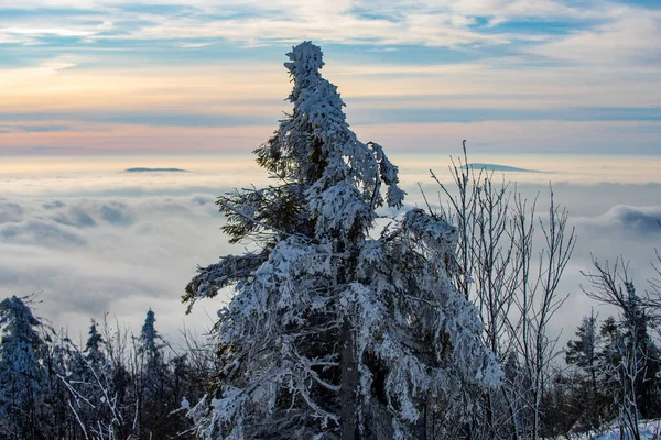 Зима с покрытыми морозами деревьями в сугробах. Волшебный зимний лес. Природный пейзаж с красивым небом. — стоковое фото
