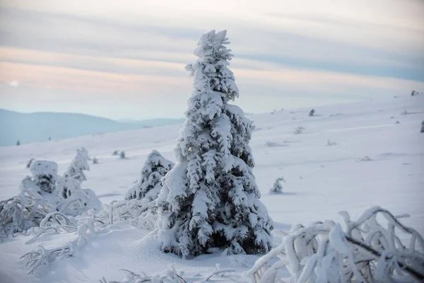 Bosque de Navidad de invierno con nieve y árboles que caen. Invierno paisaje de Navidad con nieve. Fondo de pantalla de Año Nuevo. —  Fotos de Stock