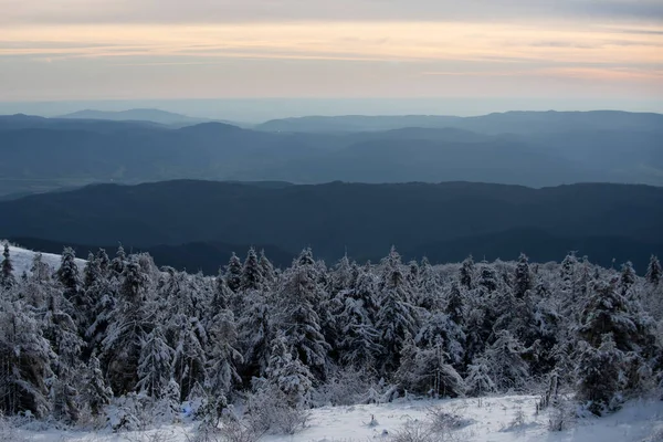 Alberi innevati in montagna sul paesaggio invernale. Sfondo foresta invernale. Paesaggio in inverno. — Foto Stock