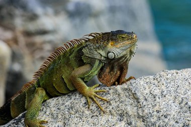 İguana iguanası, Amerikan iguanası olarak da bilinir..