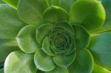 Lezzetli Echeveria Perle. Krassulaceae kaktüs arka planı. Sonsuz yeşil sulu daimi bitkiler ya da çalılıklar.