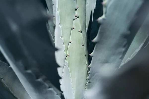 Muy cerca de Agave. Cactus en el fondo del desierto, cactus o cactaceae patrón. Cactus de agave. —  Fotos de Stock