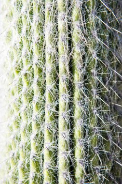 Kaktüs sivri uçlu. Kaktüs sırtı, kaktüs tasarımı ya da kaktaceae deseni.