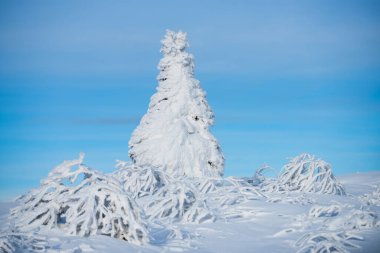 Kış manzarası, karlı arka planda buzlu ağaçların kış manzarası. Kış doğası.