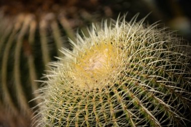 Kaktüs sırtı, kaktüs tasarımı ya da kaktaceae deseni.