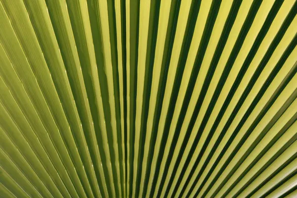 Gröna löv mönster struktur i en djungel. Coconut palmer grön konsistens bakgrund. Tropiska palm kokosnötsträd på himlen, natur bakgrund. — Stockfoto