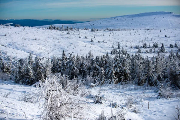 Manhã gelada na floresta. Inverno com árvores de geada cobertas nas nevascas. Floresta mágica de inverno. Paisagem natural com céu bonito. — Fotografia de Stock