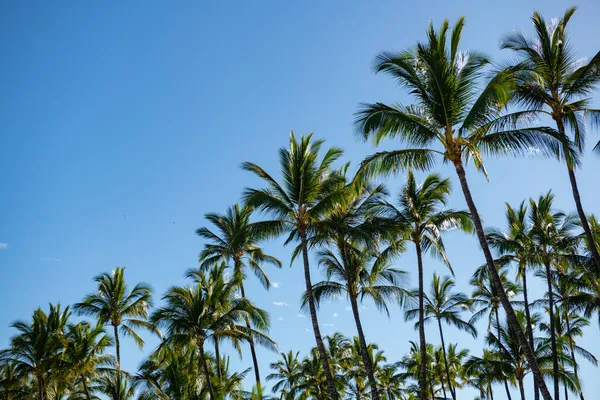 Palmeras paisaje con soleado paraíso tropical. Palmeras en el cielo azul, palmeras en la costa tropical, cocoteros. —  Fotos de Stock