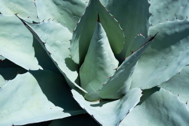 Agave kaktüsü. Kaktüsleri çöle, kaktüse ya da kakaoya yakın tutun..