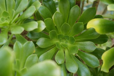 Lezzetli Echeveria Perle. Krassulaceae kaktüs arka planı. Sonsuz yeşil sulu daimi bitkiler ya da çalılıklar.