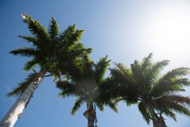 Avuç içi manzarası. Tropik ağaçların arka planı. Mavi gökyüzünde Coco palmiyeleri. Egzotik yaz doğası, doğal manzara. Yaz tropik adası, tatil ya da tatil düzeni.